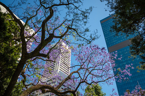Upwards view out of Stirtling Gardens in Perth towards high skyscrapers in the Downtown District