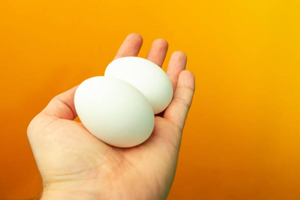 istock Hand holding in palm two eggs on a orange background. 1098419246