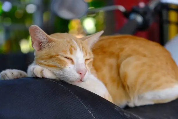 Little cat sleeps on a big byte cushion