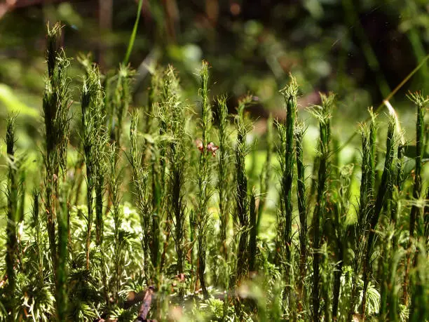 Macro, green forest moss, in the summer sun. Wild nature of Russia.