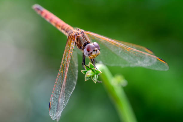 istock Beautiful dragonfly sitting on flower 1098421820