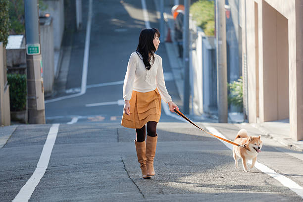 Young Japanese Woman Walking Leashed Shiba Inu Dog on Street Subject: Horizontal view of a young Japanese woman walking a leashed dog of the Shiba Inu breed. The woman, dressed in a fall sweater, skirt, tights, and tan boots, smiles and looks over to the dog as they walk up the hill of a quiet street on a sunny autumn day. shiba inu black and tan stock pictures, royalty-free photos & images