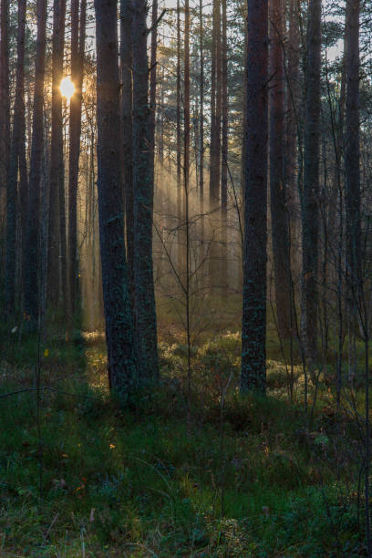 istock natural sun light rays shining through tree branches in summer morning 1098425446