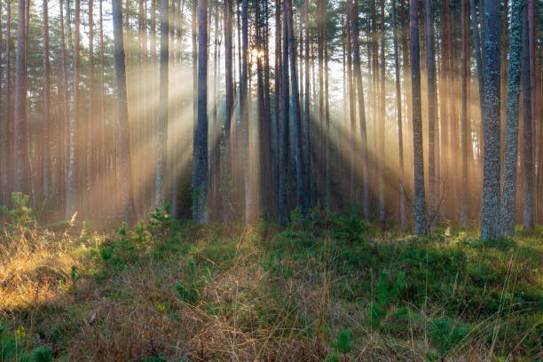 istock natural sun light rays shining through tree branches in summer morning 1098425462