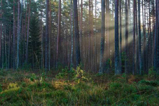 istock natural sun light rays shining through tree branches in summer morning 1098425466
