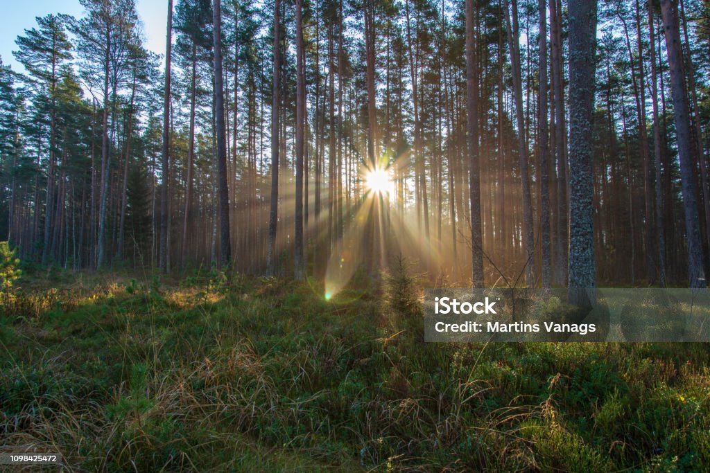 Natural Light Rrays Natural Sun Light Rays Shining Through Tree Branches In Summer Morning ...