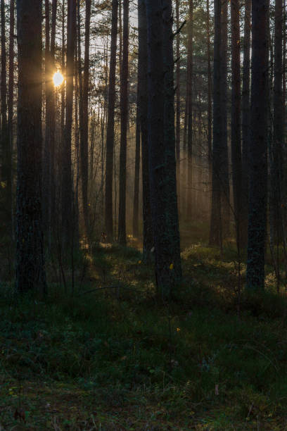 istock natural sun light rays shining through tree branches in summer morning 1098425490