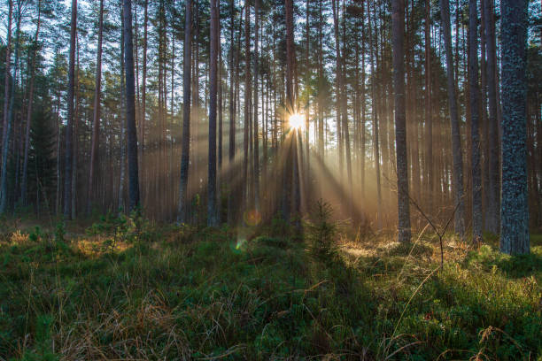 istock natural sun light rays shining through tree branches in summer morning 1098425494