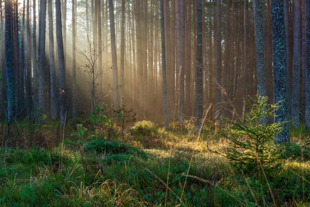 istock natural sun light rays shining through tree branches in summer morning 1098425496