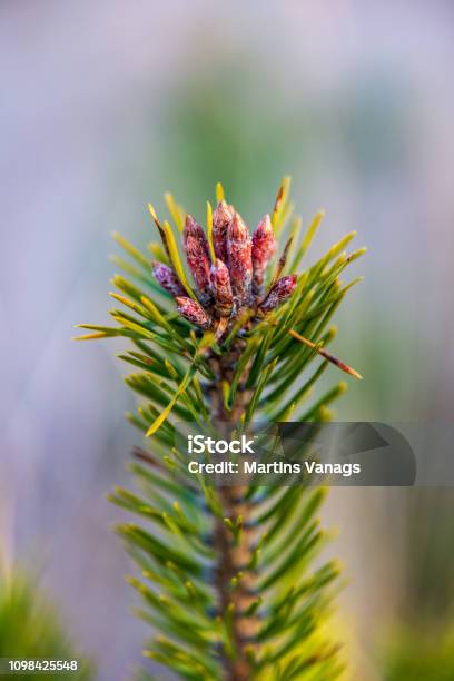 Pine Tree Buttons Pine Tree Blossoms Buttons In Close Up Stock Photo - Download Image Now ...