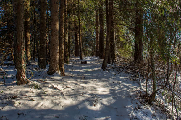 istock sun rising in heavy snow covered forest 1098425718