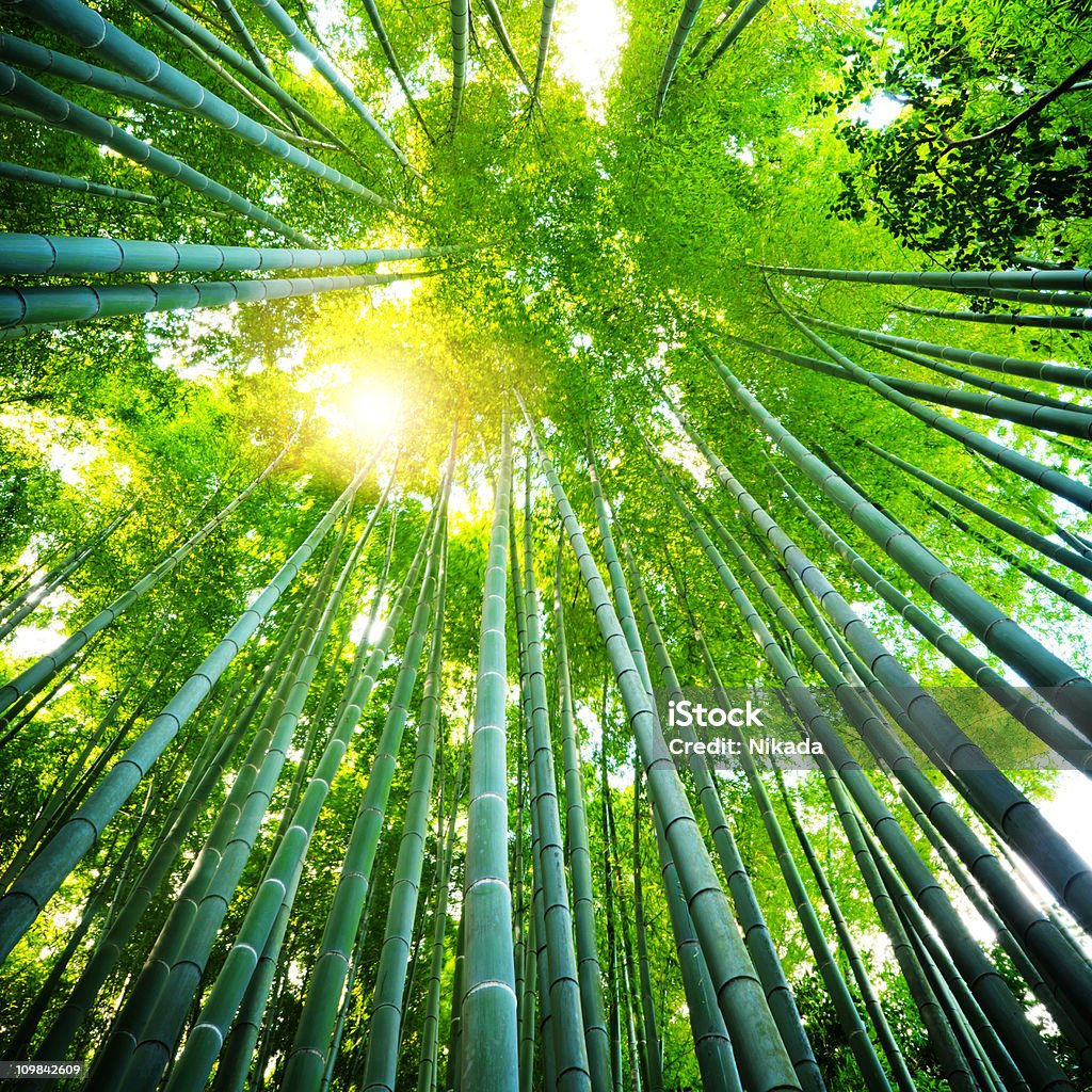 Bosque de bambúes asiáticos - Foto de stock de Bambú - Familia de la Hierba libre de derechos