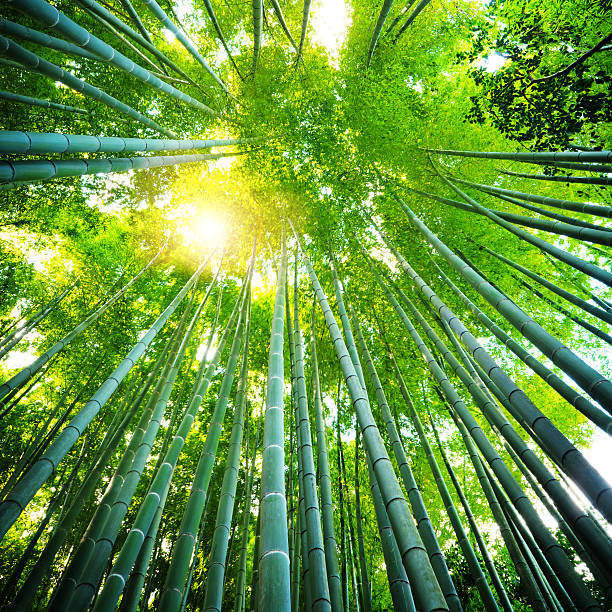 bosque de bambúes asiáticos - tree bamboo tall japanese culture fotografías e imágenes de stock