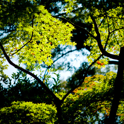 Green maple trees lit from the back, Istockalypse 2010