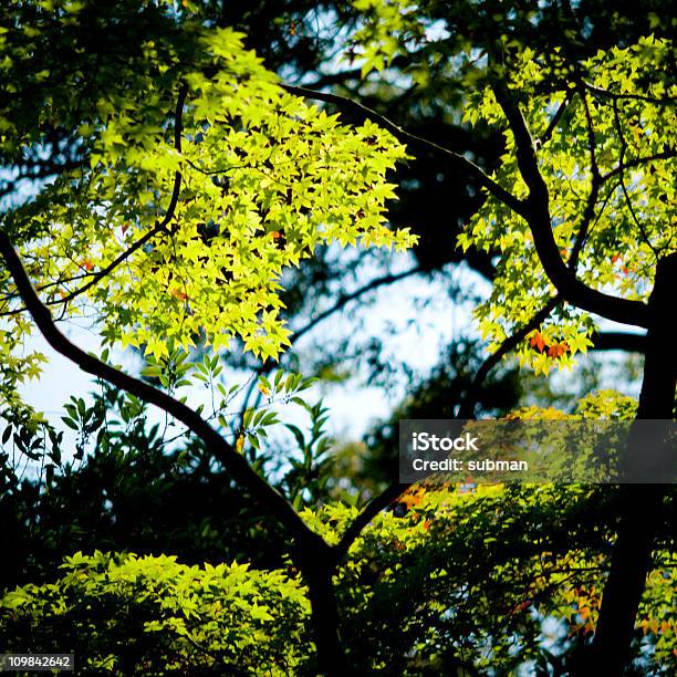 Green Maple Leaves Stock Photo - Download Image Now - Autumn, Beauty In Nature, Branch - Plant Part
