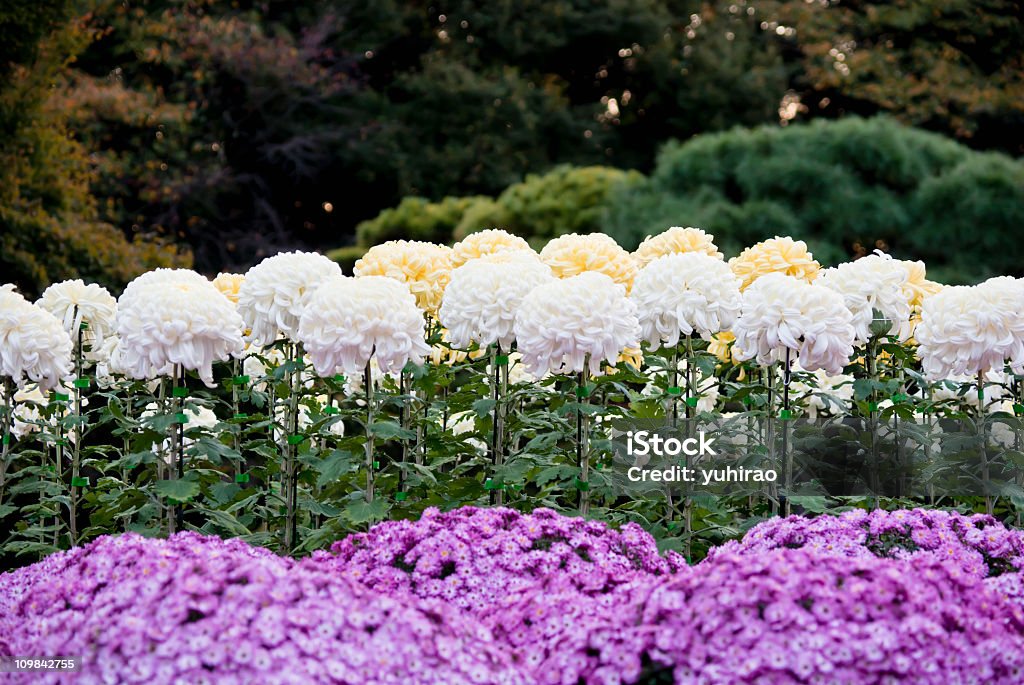 Jardim de asters e grande japonês chrysanthemums - Foto de stock de Arbusto royalty-free