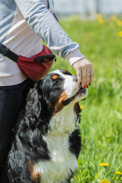 istock Bernese Mountain Dog (Berner Sennenhund) dog eats with hands mas 1098427750