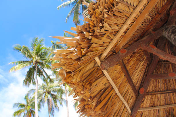 Palms and umbrellas on the background of the landscape.