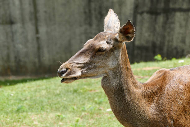 istock Roe deer in a zoo. Female deer. Capreolus capreolus 1098432350