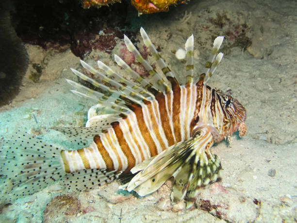 istock Underwater shooting. Coral reef and its inhabitants. 1098433066