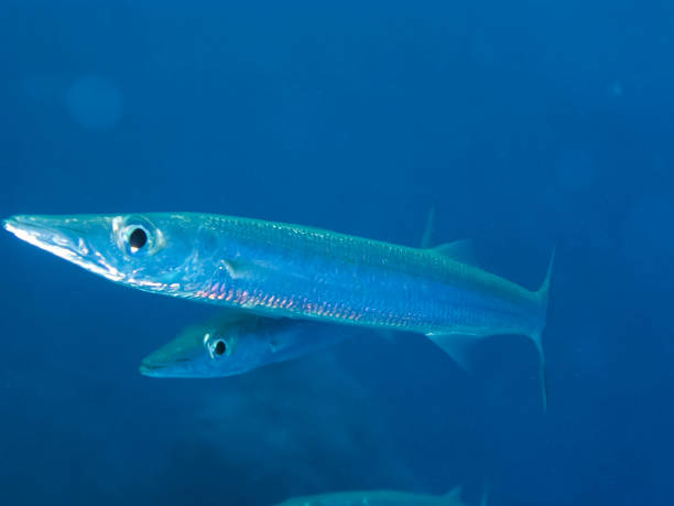 istock Underwater shooting. Coral reef and its inhabitants. 1098433080