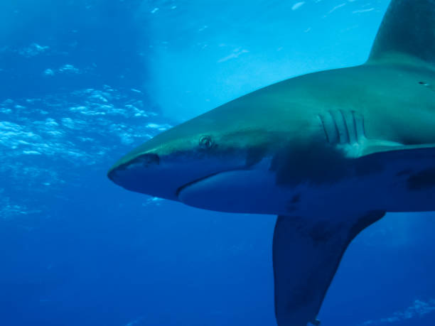 istock Underwater shooting. Coral reef and its inhabitants. 1098433110
