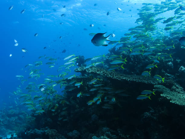 istock Underwater shooting. Coral reef and its inhabitants. 1098433242