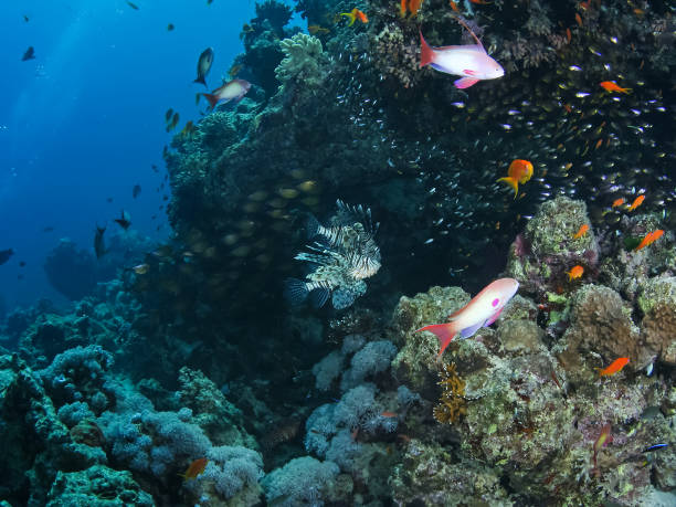 istock Underwater shooting. Coral reef and its inhabitants. 1098433274