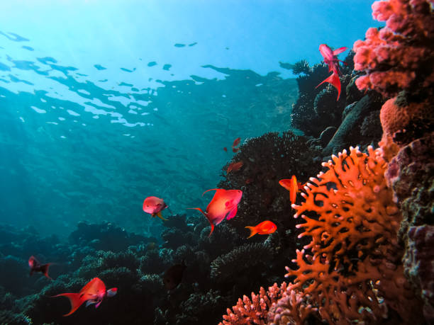istock Underwater shooting. Coral reef and its inhabitants. 1098433288