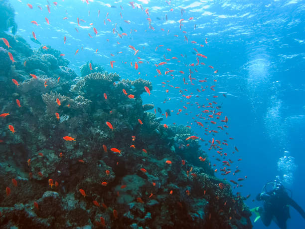 istock Underwater shooting. Coral reef and its inhabitants. 1098433320