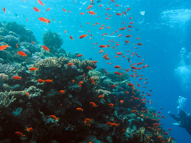istock Underwater shooting. Coral reef and its inhabitants. 1098433324
