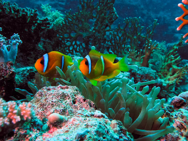 istock Underwater shooting. Coral reef and its inhabitants. 1098433340