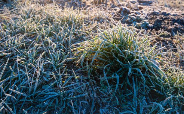 istock Frosted sod of grass blades 1098433910