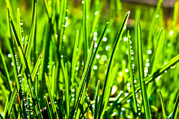 istock Green grass in the dew on the lawn. 1098434012