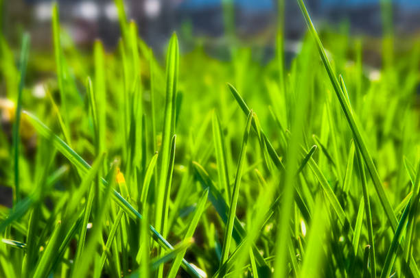 istock Green grass in the dew on the lawn. 1098434022