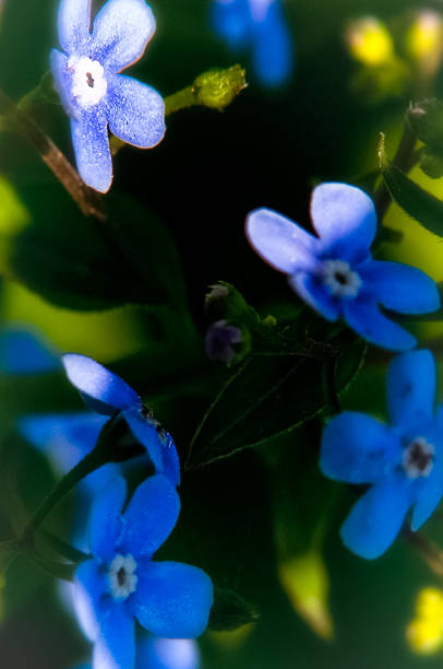 istock Blue flowers. Inflorescences of plants. 1098434090