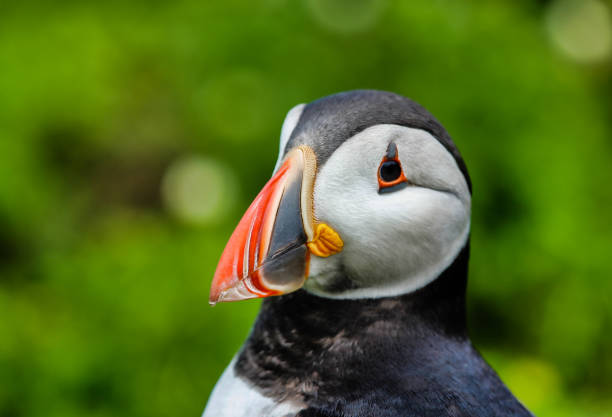 istock Atlantic breading puffin on the welsh Islands 1098435860