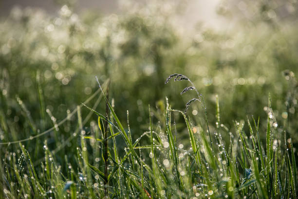 istock misty morning in meadow 1098436292