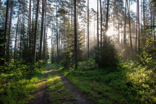 istock natural sun light rays shining through tree branches in summer morning 1098436438