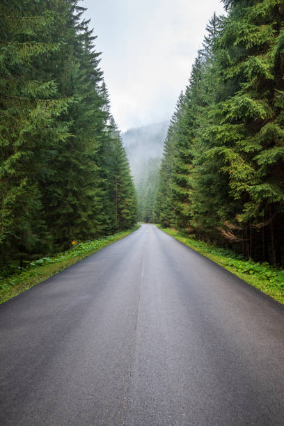 istock wavy asphalt road in mountain area in forest 1098436806