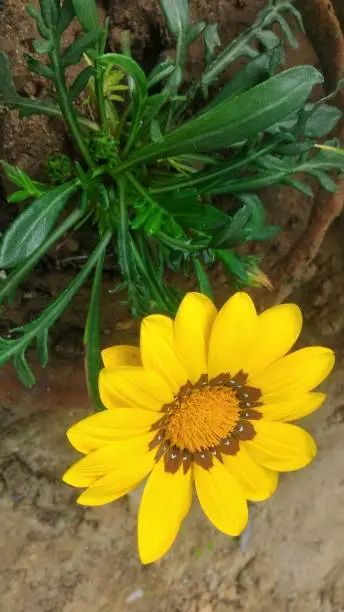 Yellow daisy flower with pale and gold center