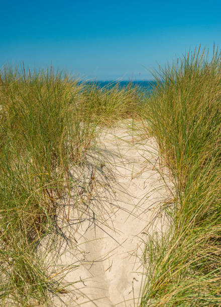 istock Sand dune with a glimpse of sea 1098437454