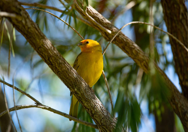 Flaveola Sicalis