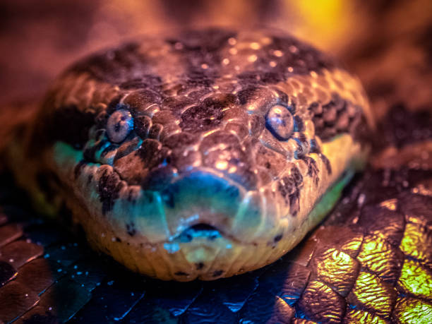 Anaconda Anacondas are a group of large snakes of the genus Eunectes. They are found in tropical South America. Four species are currently recognized. anaconda snake stock pictures, royalty-free photos & images