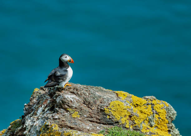 istock Atlantic breading puffin on the welsh Islands 1098437994