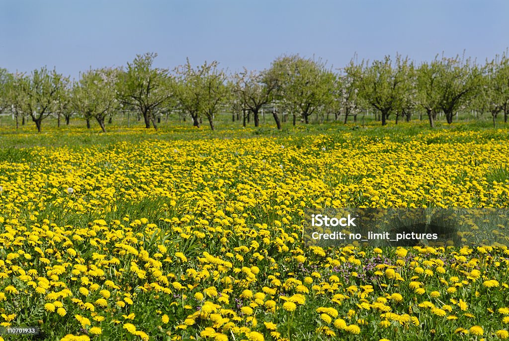 diente de león - Foto de stock de Agricultura libre de derechos