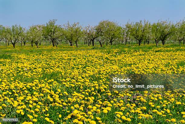 Diente De León Foto de stock y más banco de imágenes de Agricultura - Agricultura, Aire libre, Alemania