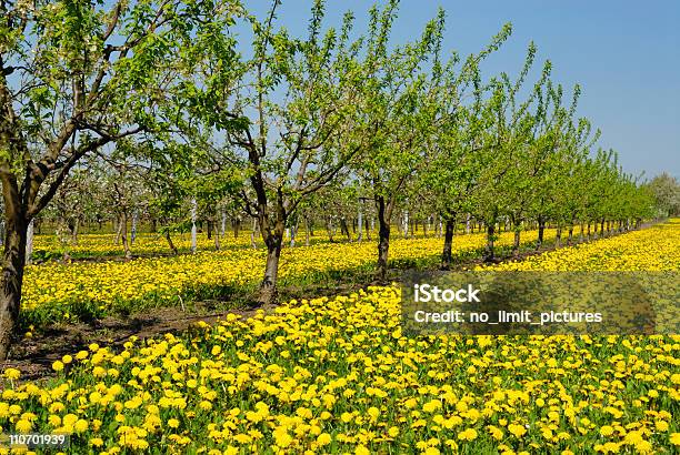 Apple Trees Stock Photo - Download Image Now - Agriculture, Apple Tree, Beauty In Nature