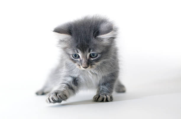playing silver Siberian cat kitten in front of white wall
