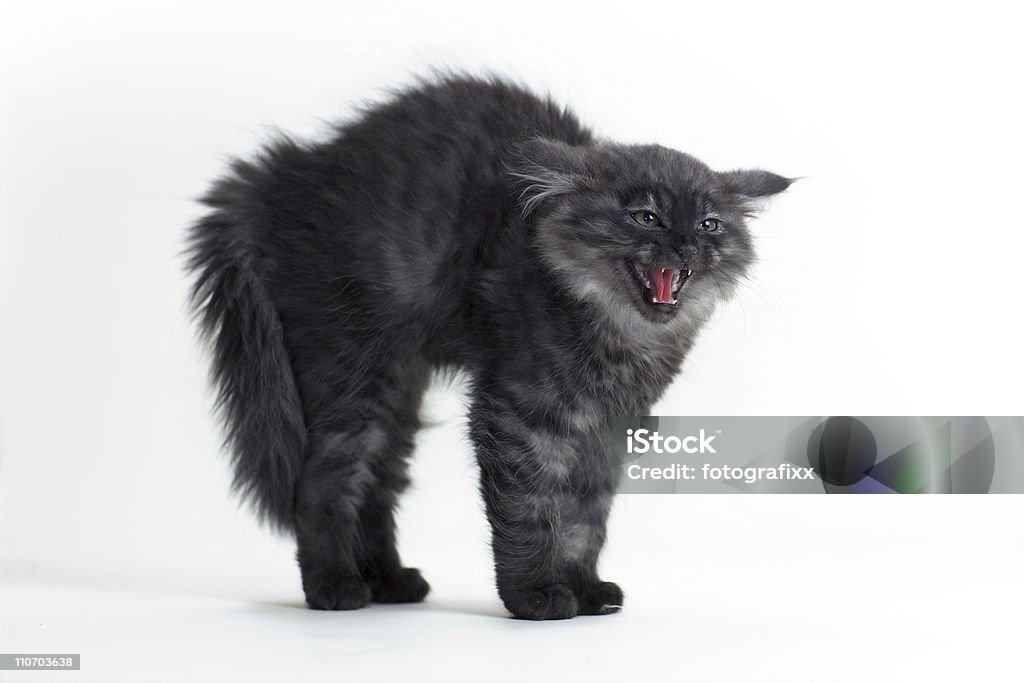 Furioso argento Gatto gattino Siberiano davanti al muro bianco - Foto stock royalty-free di Gatto domestico